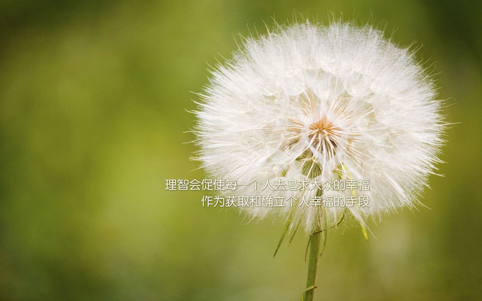 多特蒙德主场2-1战胜勒沃库森，继续领跑德甲，多特蒙德比赛视频